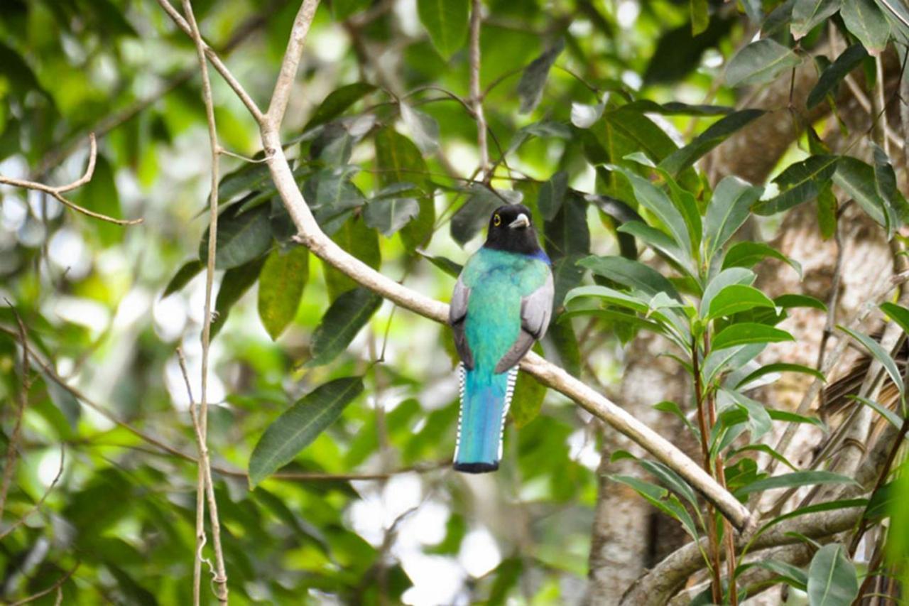 Jolie Jungle Eco Hotel (Adults Only) Leona Vicario Екстер'єр фото