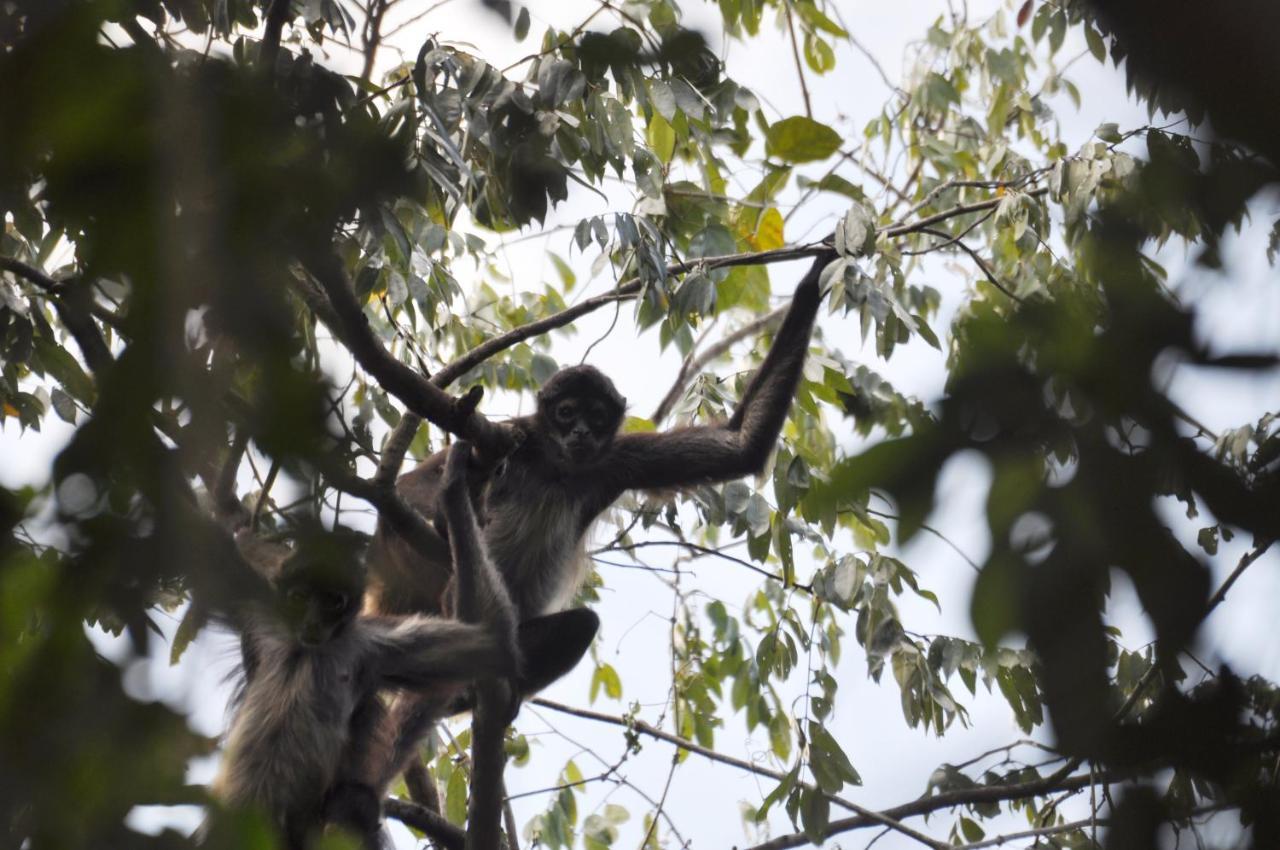 Jolie Jungle Eco Hotel (Adults Only) Leona Vicario Екстер'єр фото
