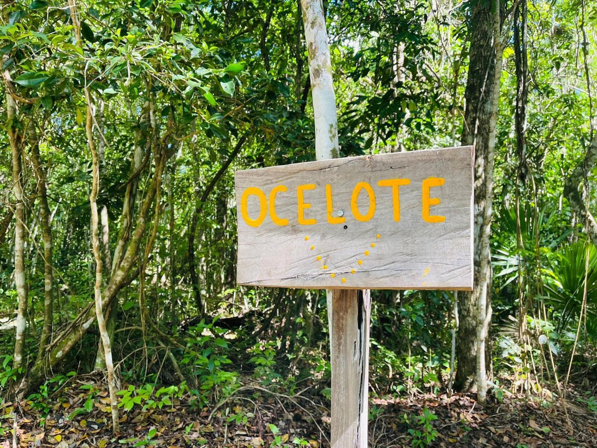 Jolie Jungle Eco Hotel (Adults Only) Leona Vicario Номер фото