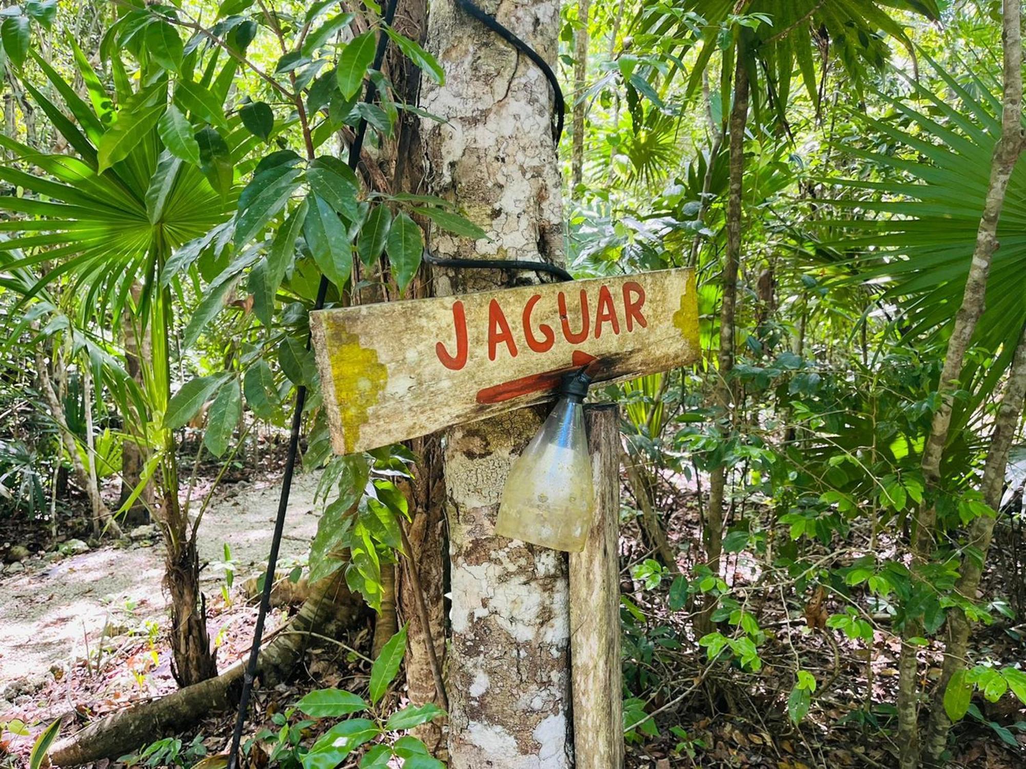 Jolie Jungle Eco Hotel (Adults Only) Leona Vicario Номер фото